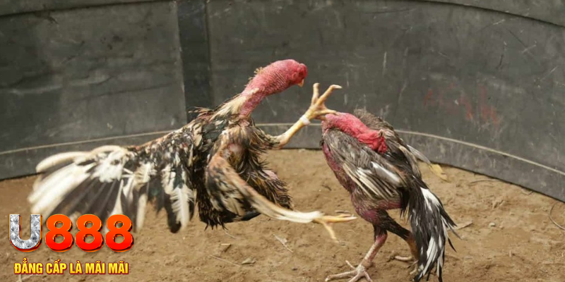 fun888 xổ số hà nội hôm nay